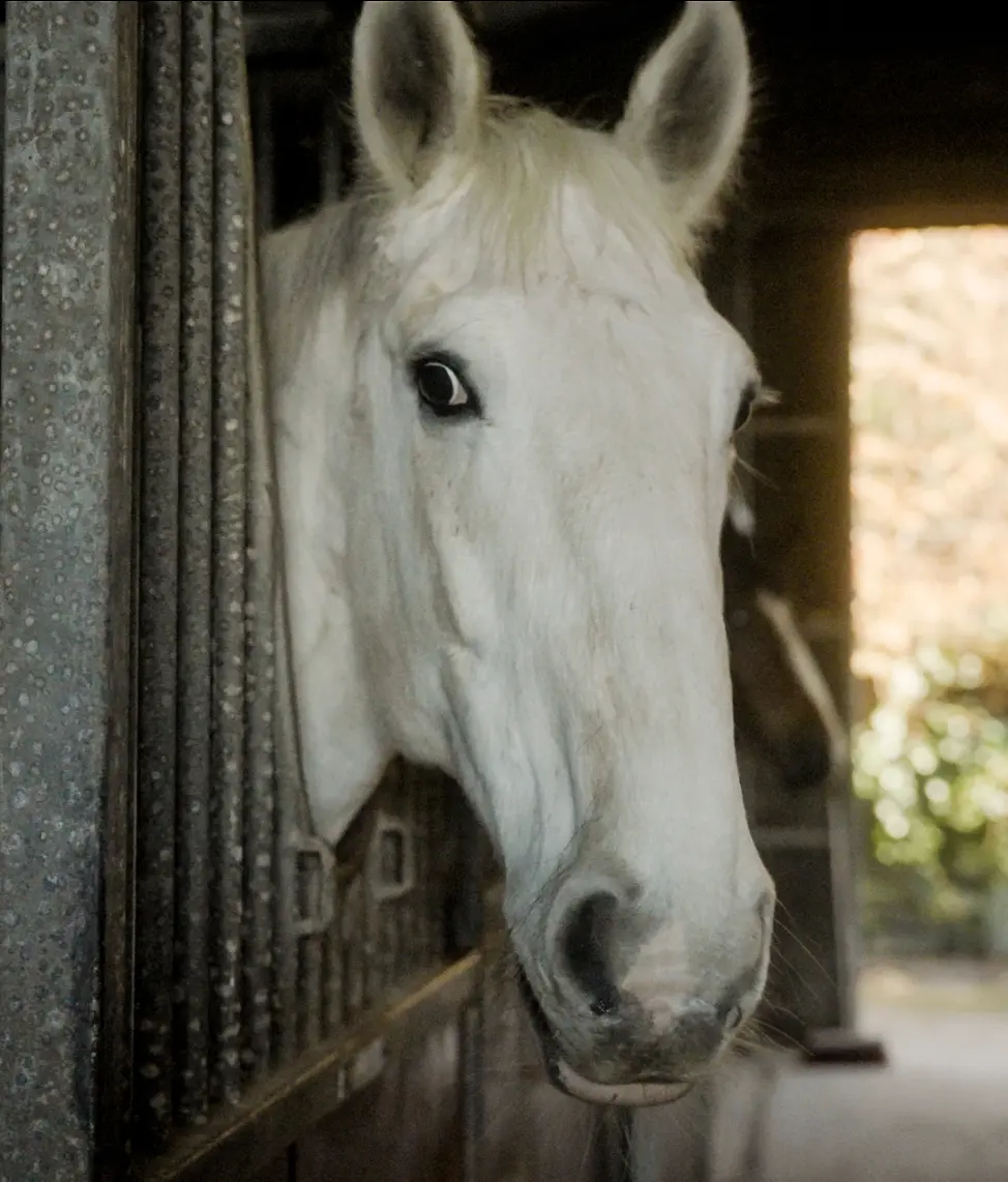 Screenshot 2024 11 27 at 10.51.49